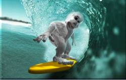 Yeti Surf