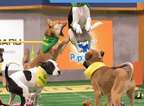 Catelusi cu Diferente