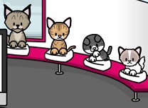 Salon de Ingrijit Pisici